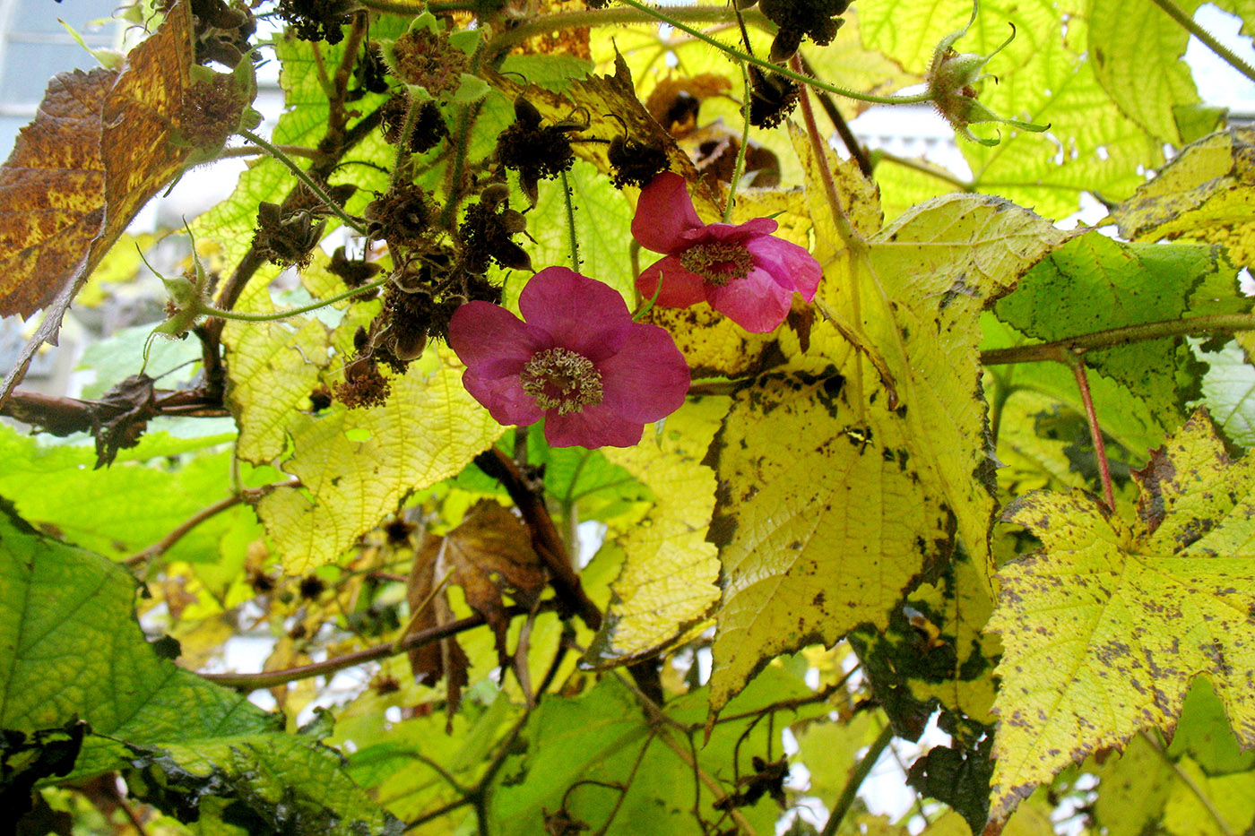 Image of Rubus odoratus specimen.