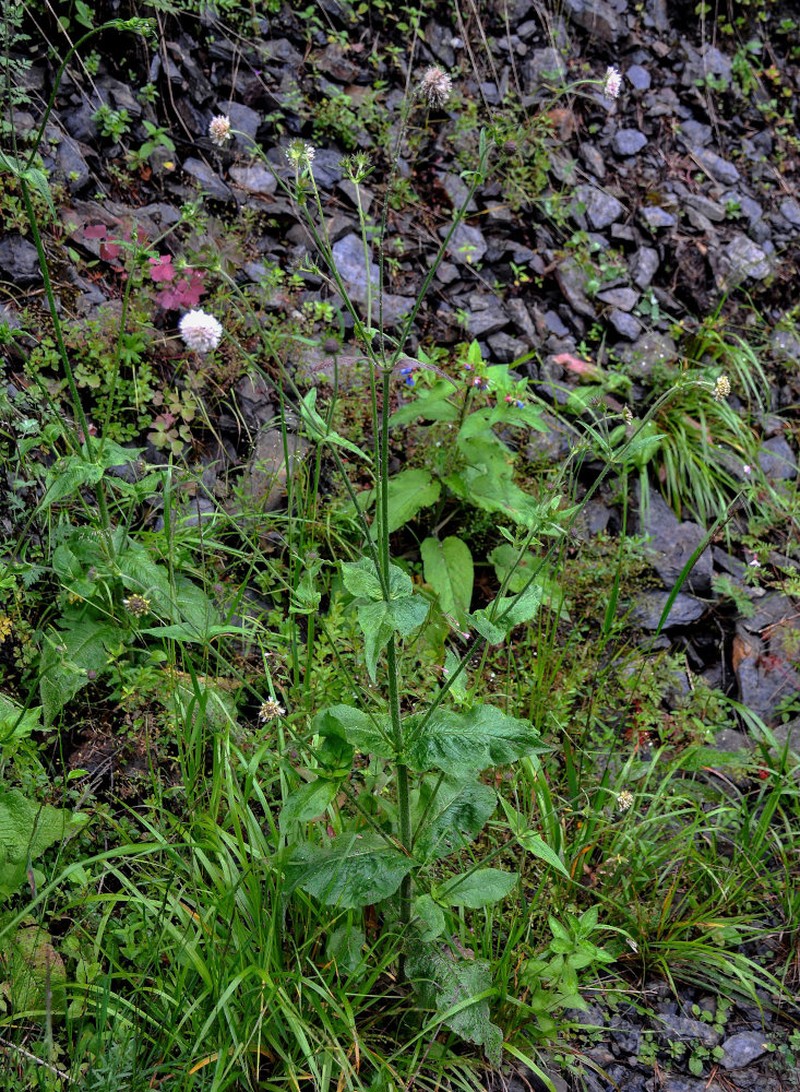 Изображение особи Knautia involucrata.