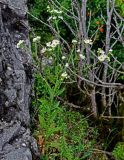 Erigeron annuus. Цветущее растение. Грузия, Имеретия, окр. монастыря Моцамета, у подножия каменной стены. 14.06.2023.