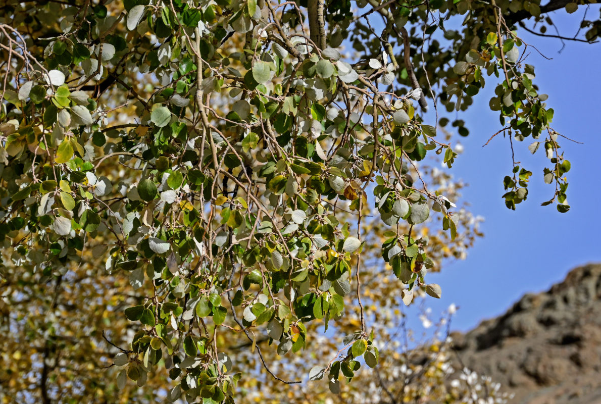 Image of genus Populus specimen.