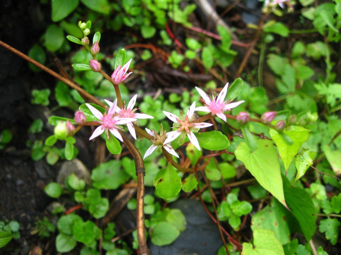 Изображение особи Sedum stoloniferum.