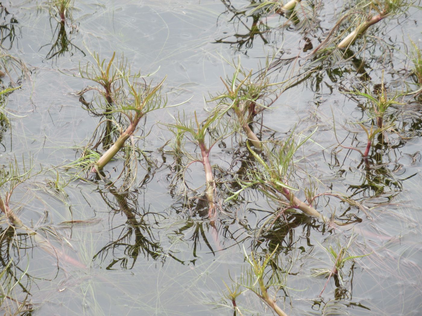 Image of Rorippa amphibia specimen.