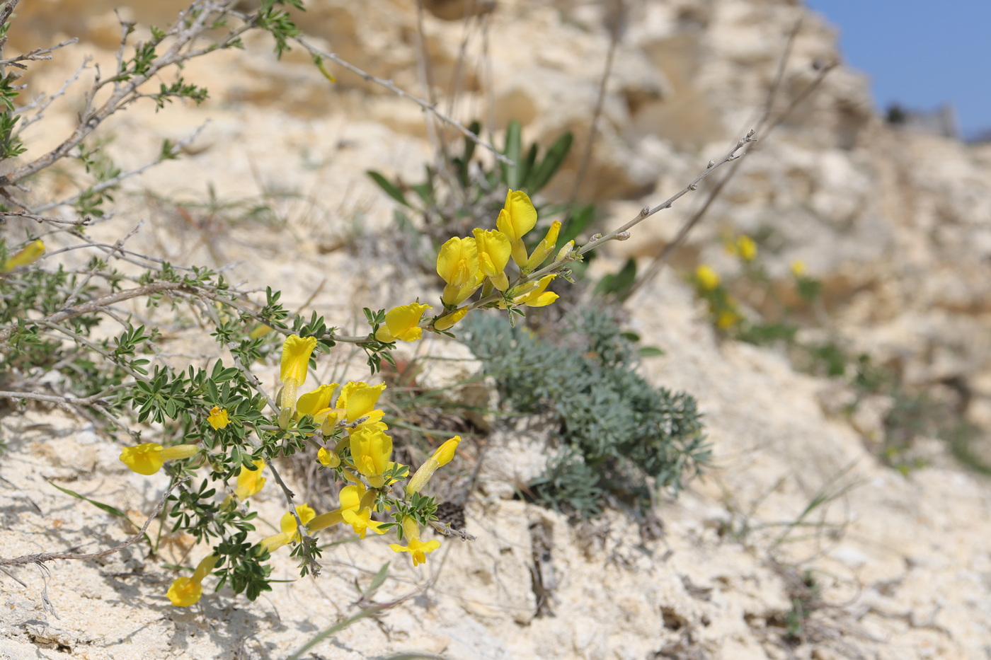 Изображение особи Chamaecytisus ruthenicus.