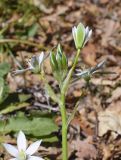 род Ornithogalum