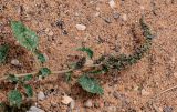 genus Amaranthus. Верхушка побега с соплодием. Египет, мухафаза Асуан, храмовый комплекс Абу-Симбел, песчаный склон. 04.05.2023.