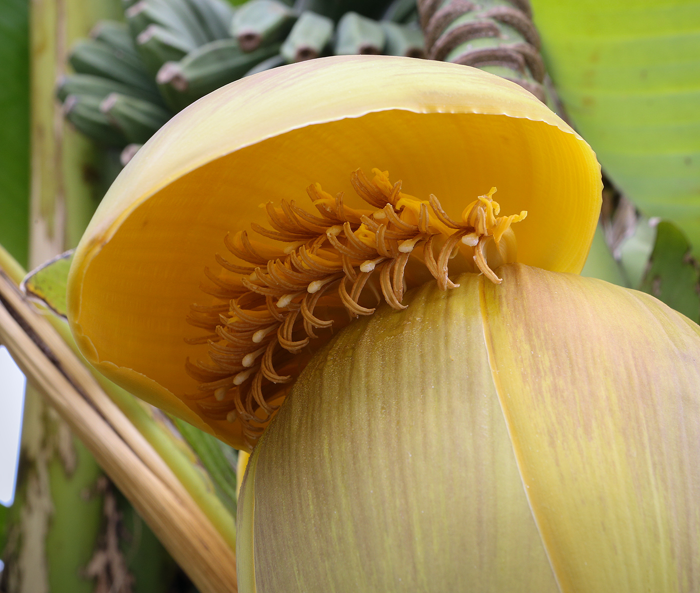 Image of Musa basjoo specimen.