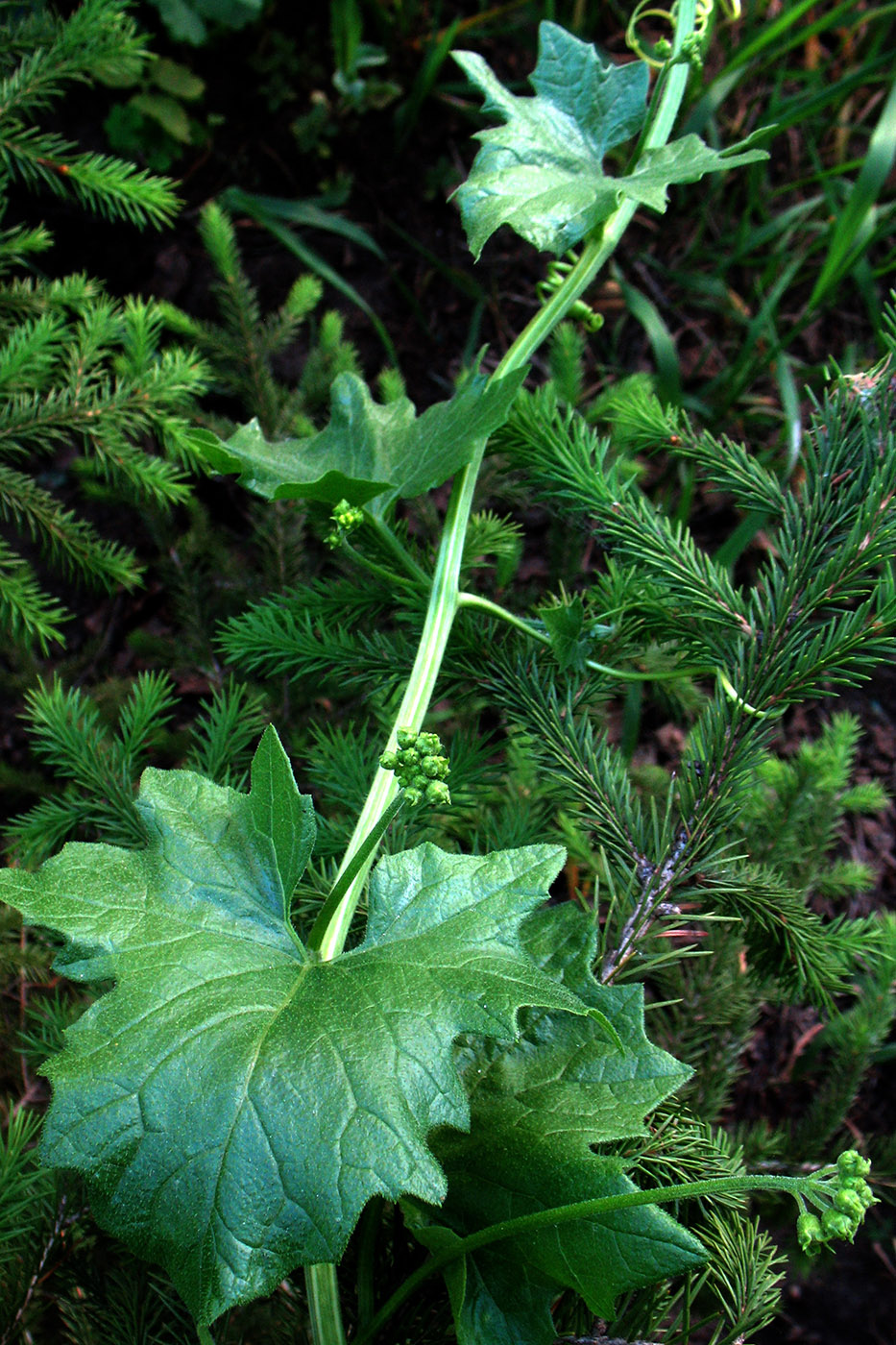 Image of Bryonia alba specimen.