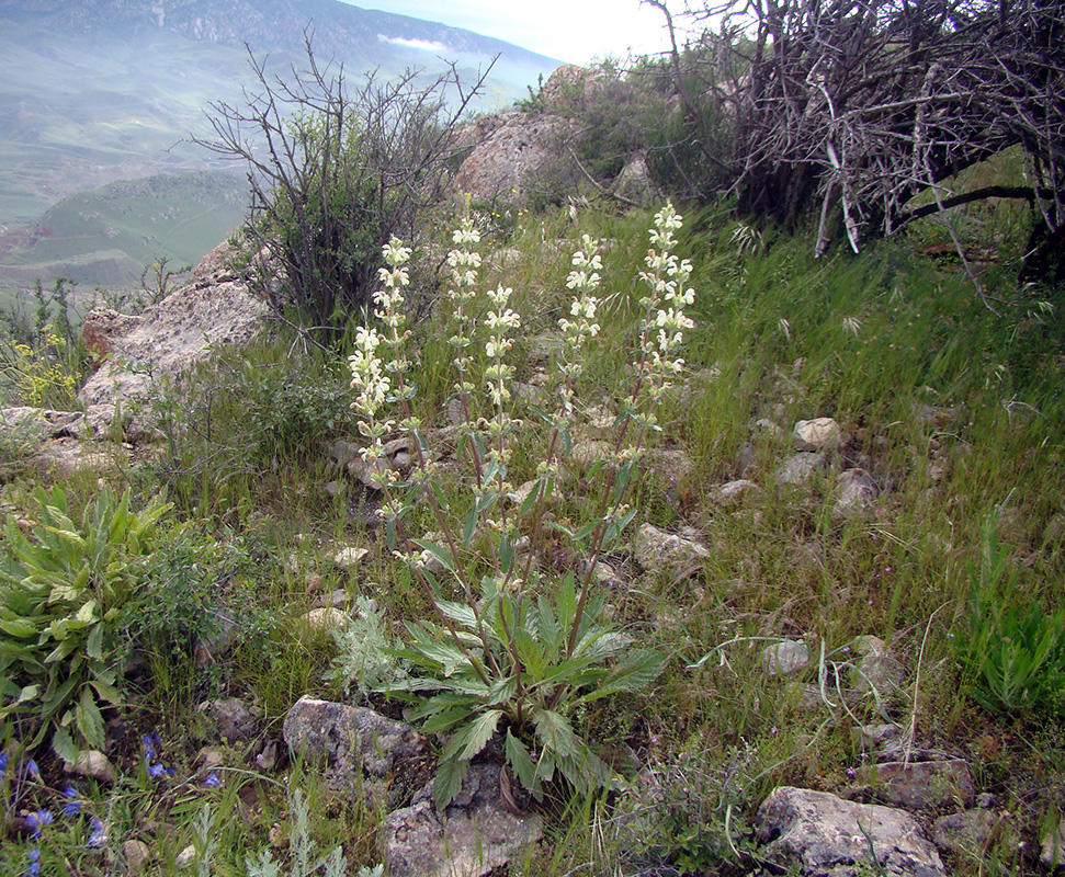 Изображение особи Phlomoides ajdarovae.