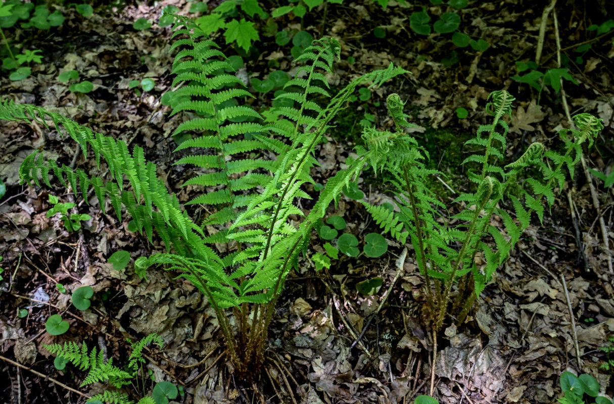 Image of Dryopteris filix-mas specimen.