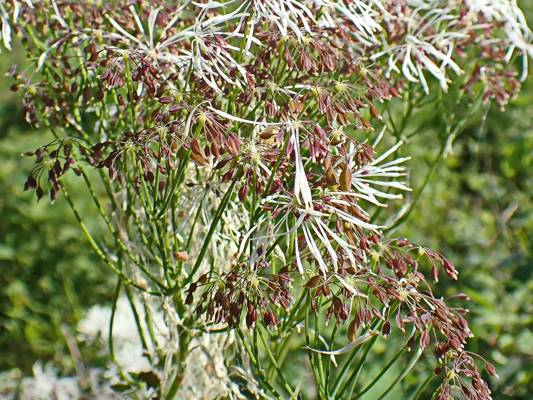 Image of Thalictrum contortum specimen.