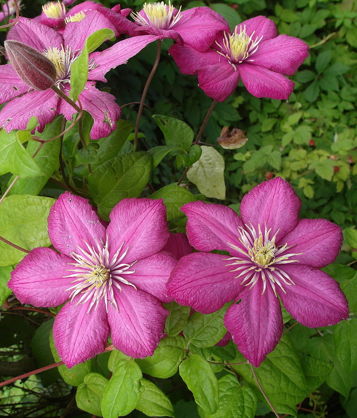 Image of Clematis &times; jackmanii specimen.