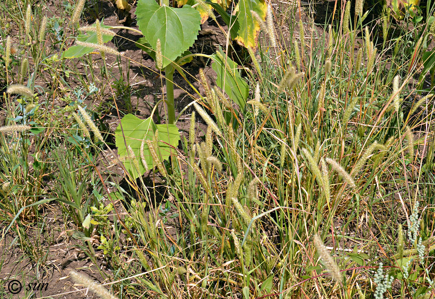 Image of Setaria viridis specimen.