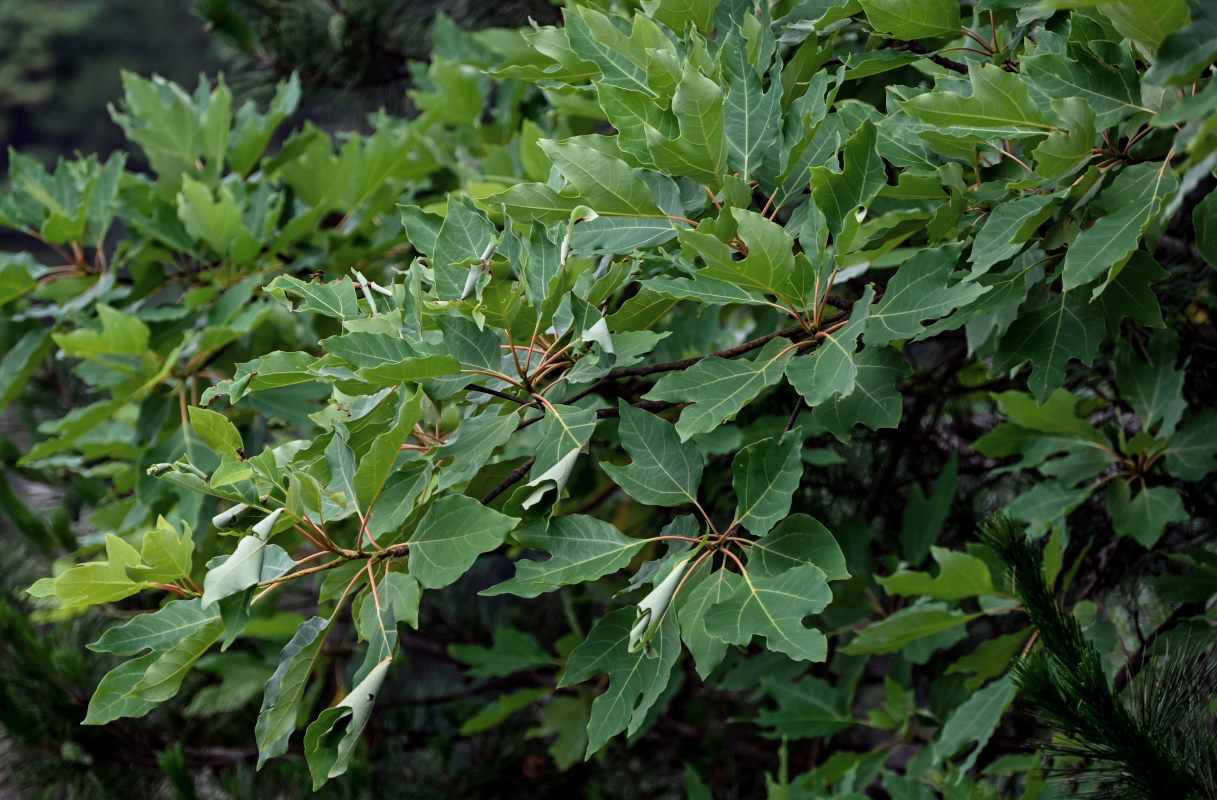 Image of Sassafras tzumu specimen.