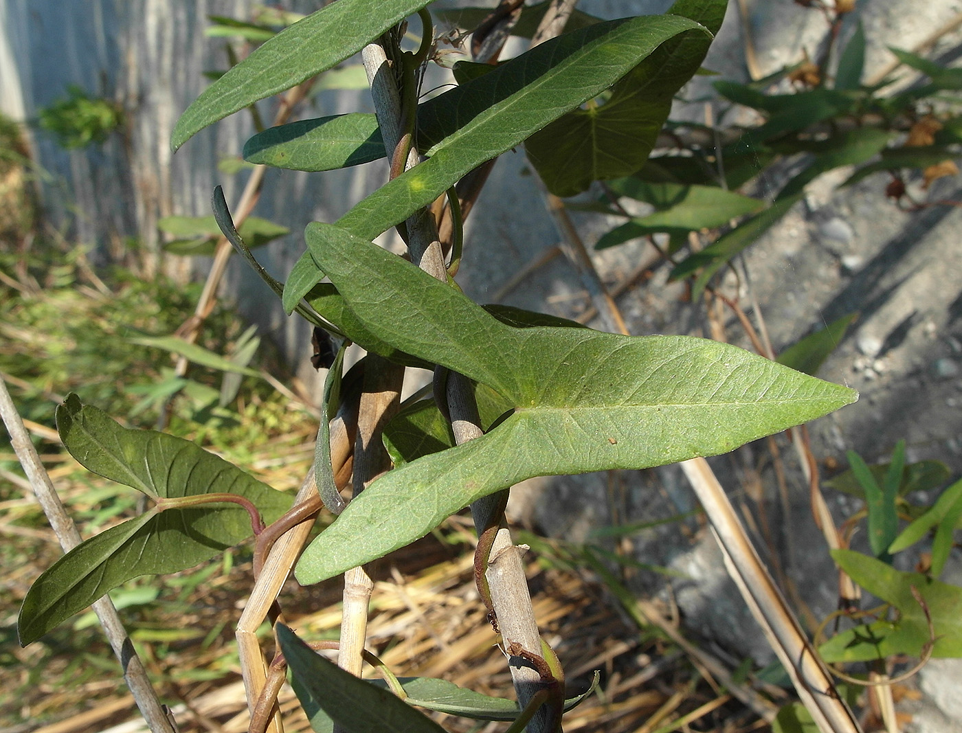 Image of genus Ipomoea specimen.