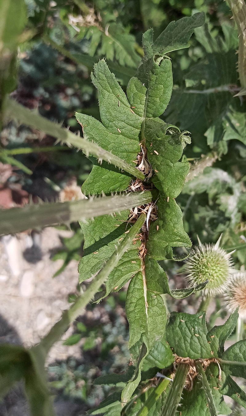 Image of Dipsacus laciniatus specimen.