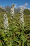 Aconitum orientale. Верхушки цветущих растений. Карачаево-Черкесия, Урупский р-н, долина р. Восточная Ацгара, субальпийский луг. 09.08.2024.