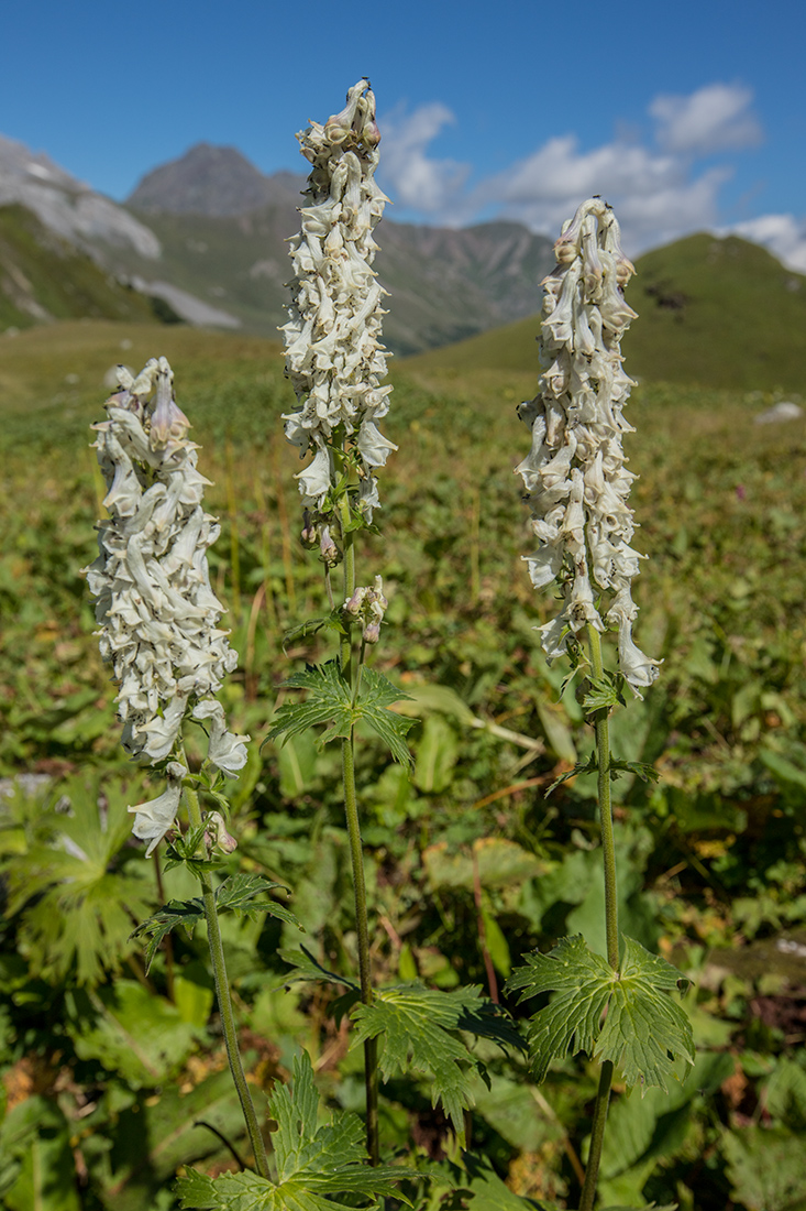 Image of Aconitum orientale specimen.