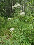 Angelica cincta. Цветущее растение. Хабаровский край, г. Комсомольск-на-Амуре, Силинский лесопарк, зарастающая просека. 21.07.2024.