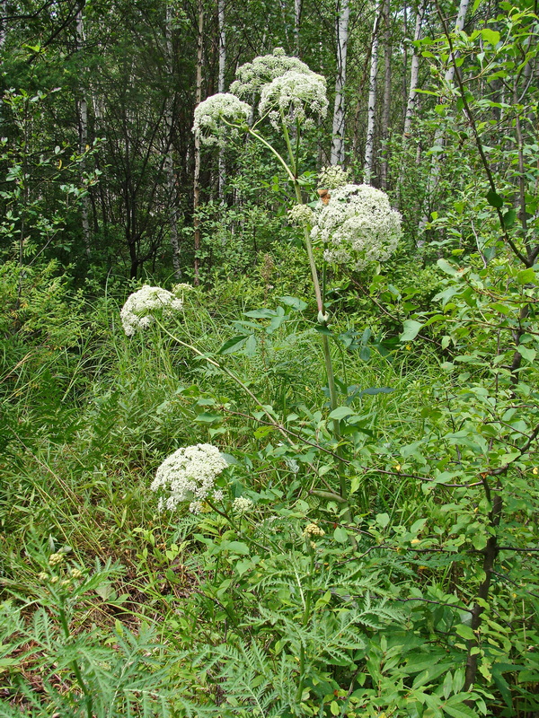 Image of Angelica dahurica specimen.