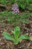 Orchis purpurea. Цветущее растение (высота растения 44 см; длина соцветия 12,5 см). Республика Крым, г/о Судак, окр. пгт Щебетовка, грабинник по дну балки Коз-Йол, выс. 170 м н.у.м. 25 апреля 2024 г.