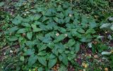 Pulmonaria obscura