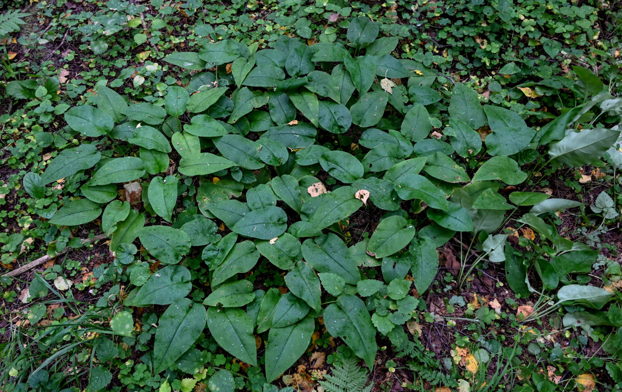 Image of Pulmonaria obscura specimen.