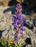 Salvia tesquicola. Соцветие. Крым, Южный Берег, окр. пос. Новый Свет, Тропа Голицына, мыс Пещерный, в расщелине между камнями. 07.06.2024.