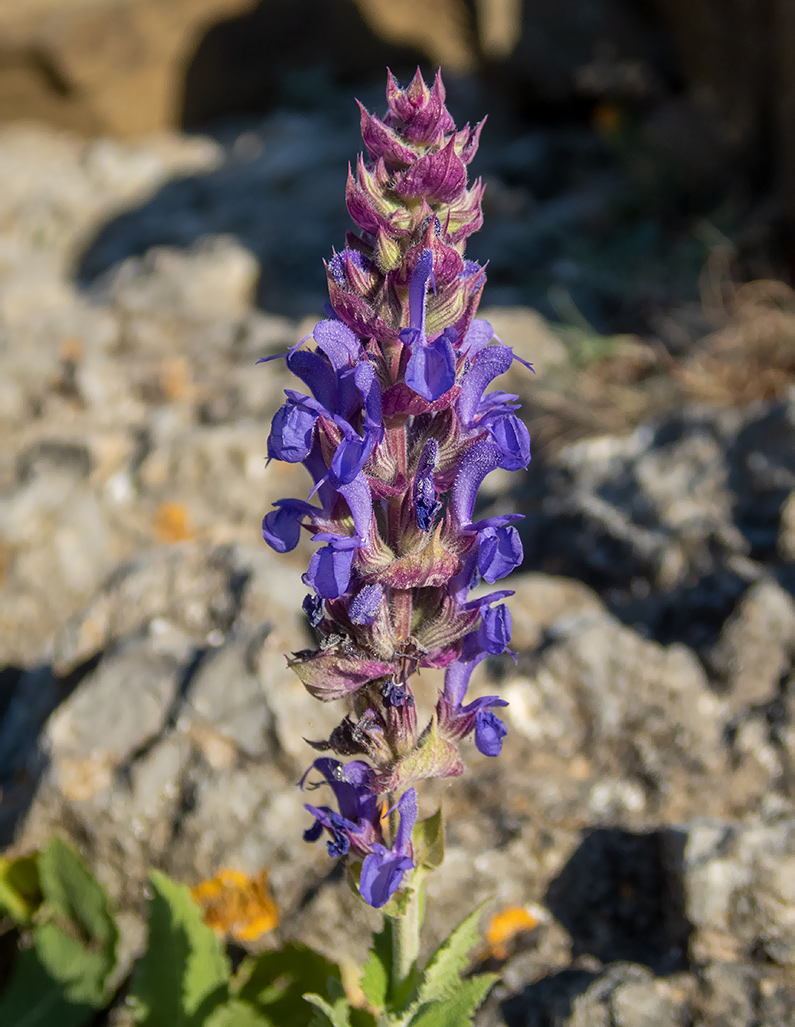 Image of Salvia tesquicola specimen.