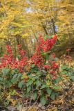 Salvia splendens