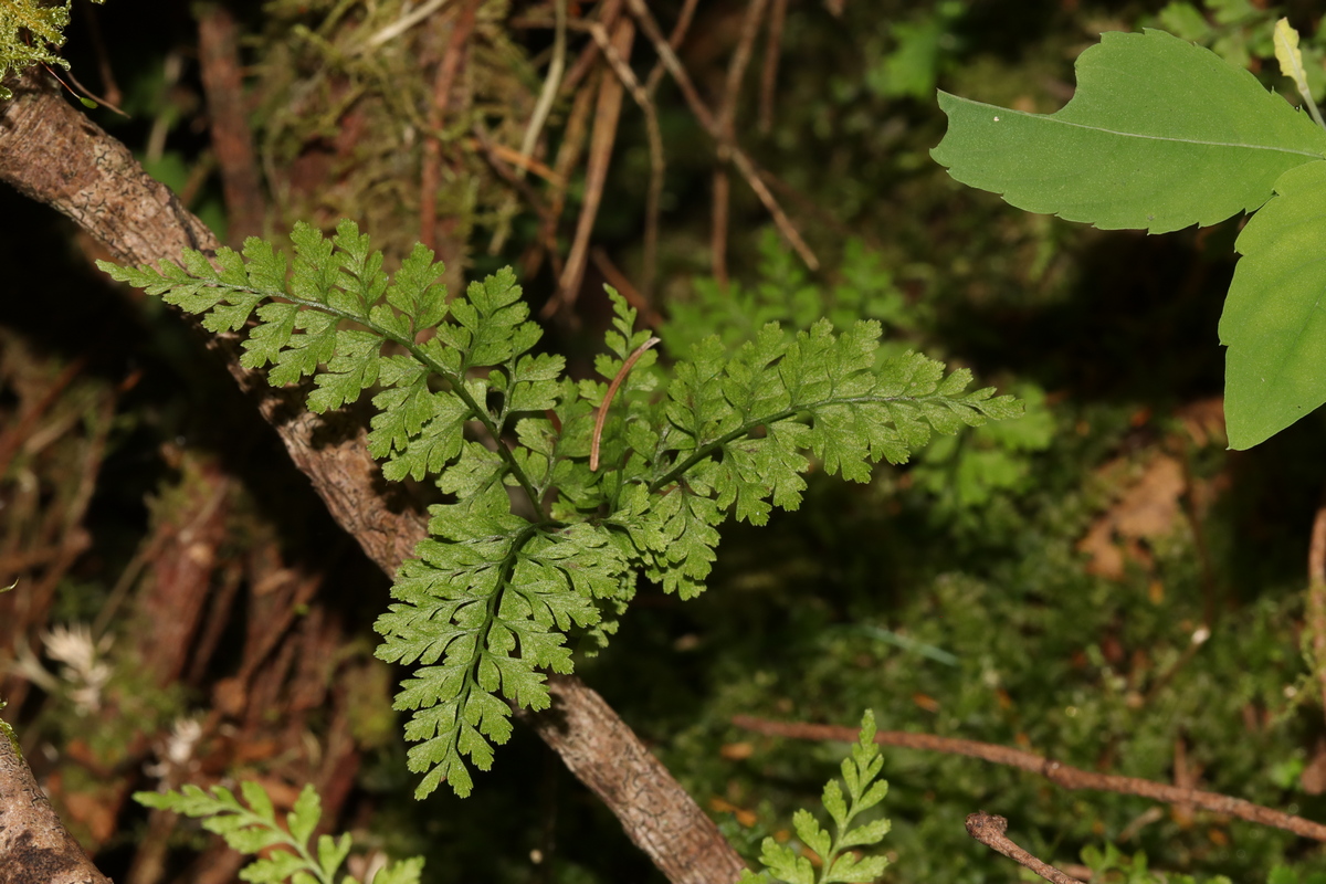 Image of Rhizomatopteris sudetica specimen.