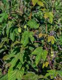 Humulus lupulus. Верхушка побега с соплодиями (на побеге Filipendula ulmaria). Московская обл., Дмитровский гор. округ, долина р. Волгуша, пойменный луг. 31.08.2024.