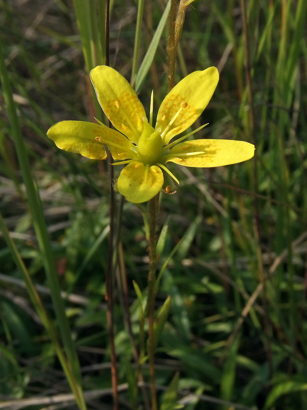 Image of Saxifraga hirculus specimen.