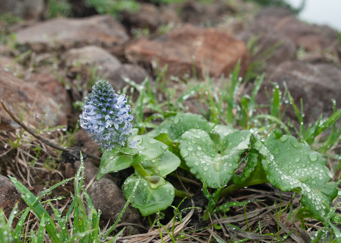 Изображение особи Lagotis glauca.