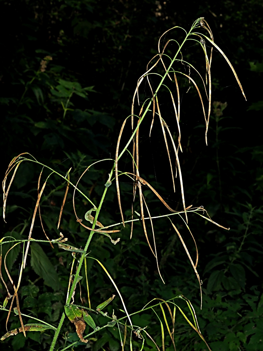 Image of Arabis pendula specimen.