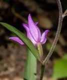 Cephalanthera rubra. Часть побега с цветком. Крым, Южный берег, окр. с. Соколиного, Большой Каньон Крыма, дол. р. Коккозка, лиственный лес. 31.05.2024.