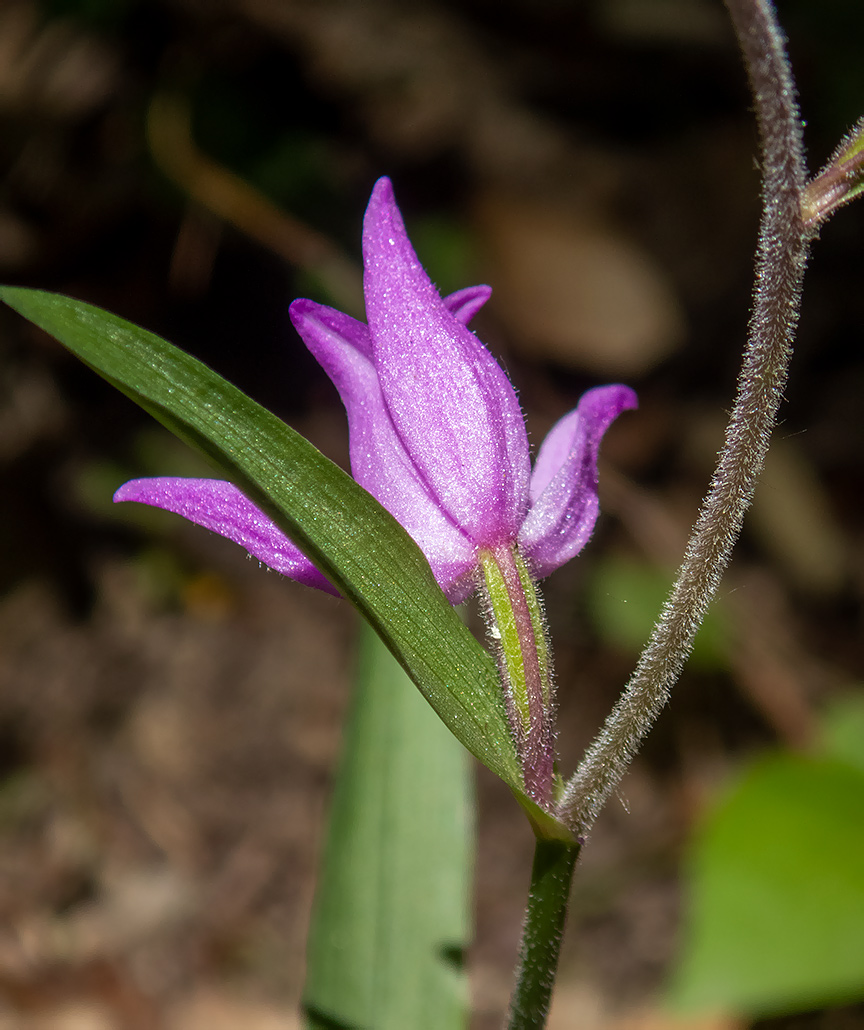 Изображение особи Cephalanthera rubra.