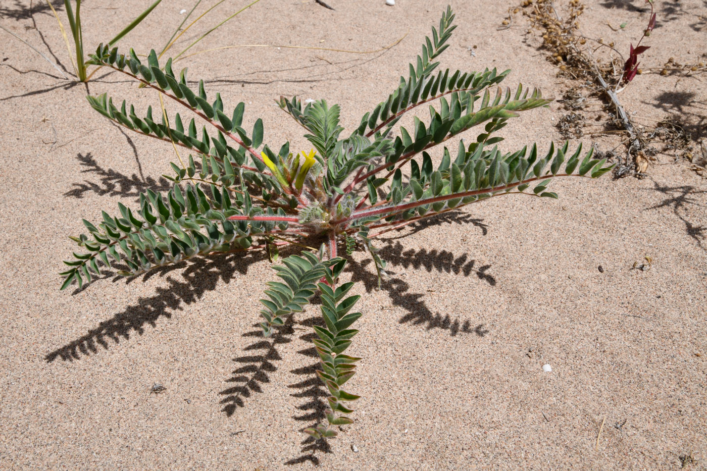 Image of Astragalus rubtzovii specimen.