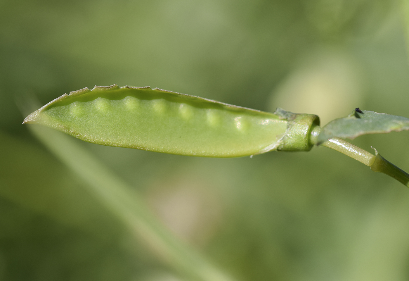 Image of Lathyrus ochrus specimen.