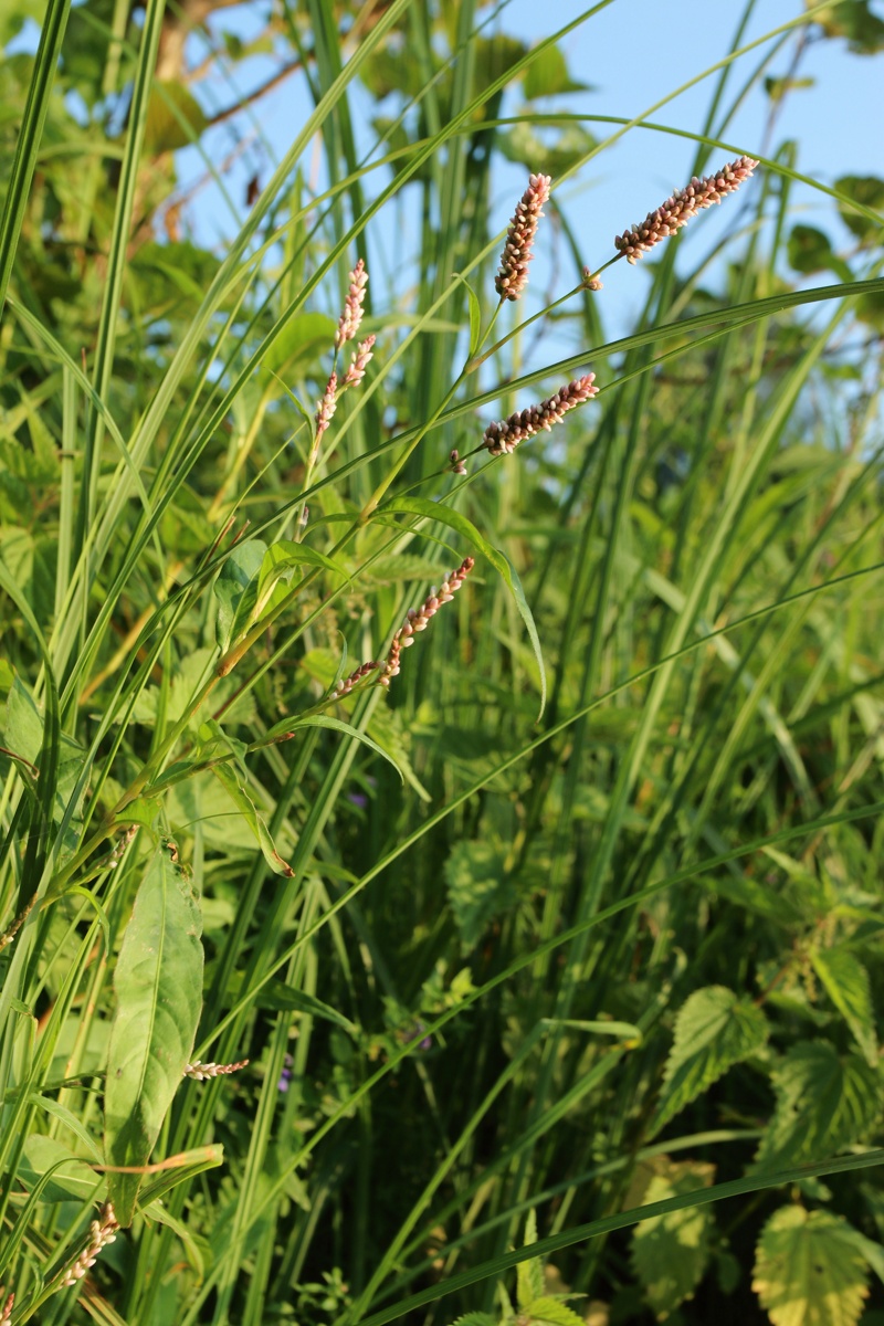 Image of Persicaria maculosa specimen.