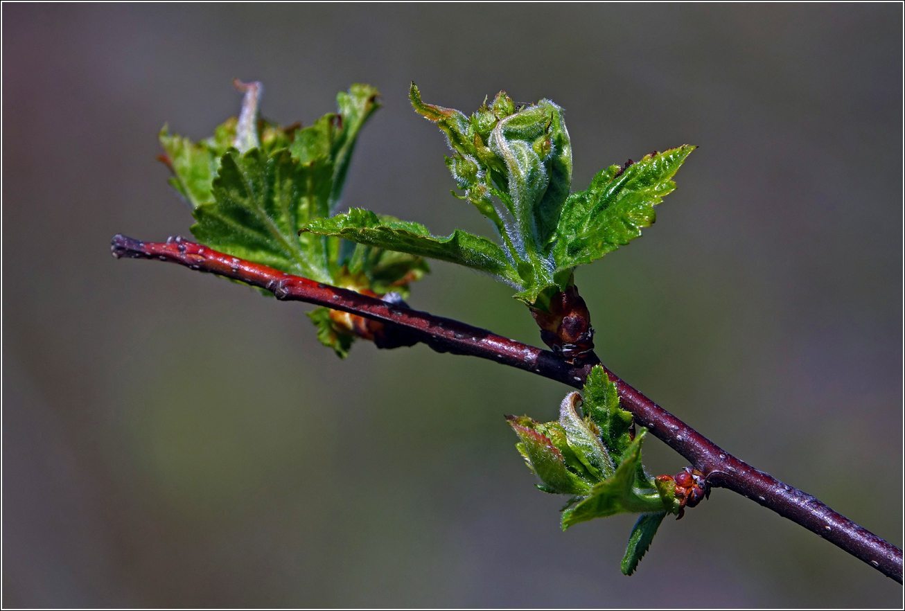 Image of genus Crataegus specimen.