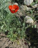 View full-size image Roemeria refracta