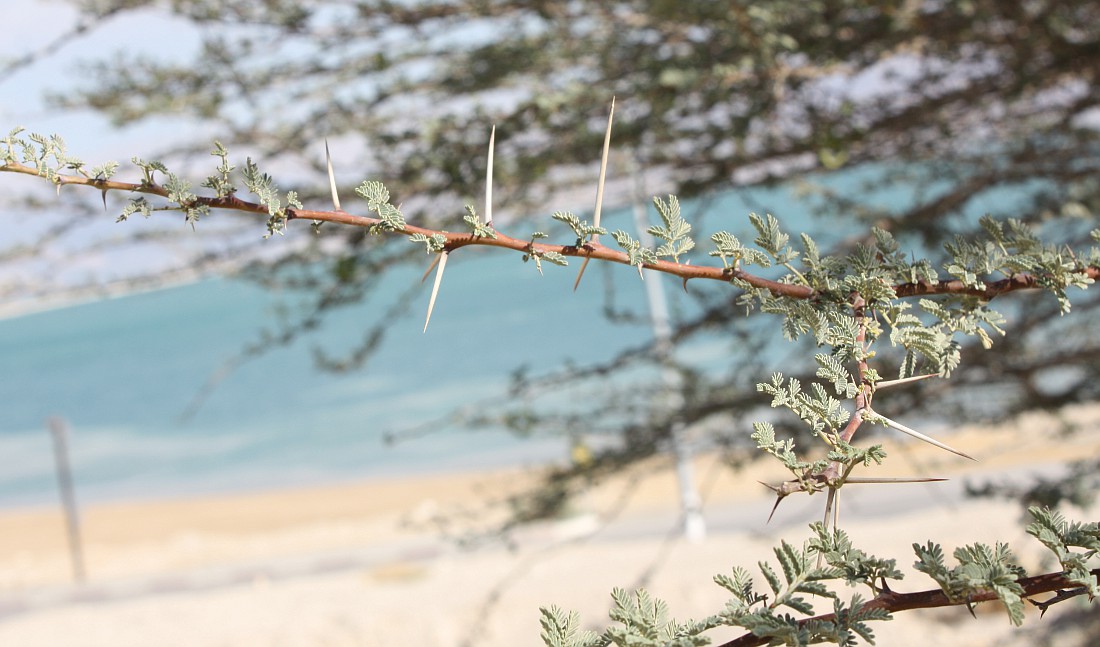 Image of Vachellia tortilis specimen.