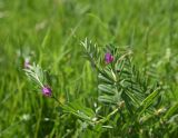 View full-size image Vicia angustifolia