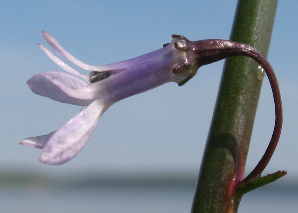 Изображение особи Lobelia dortmanna.