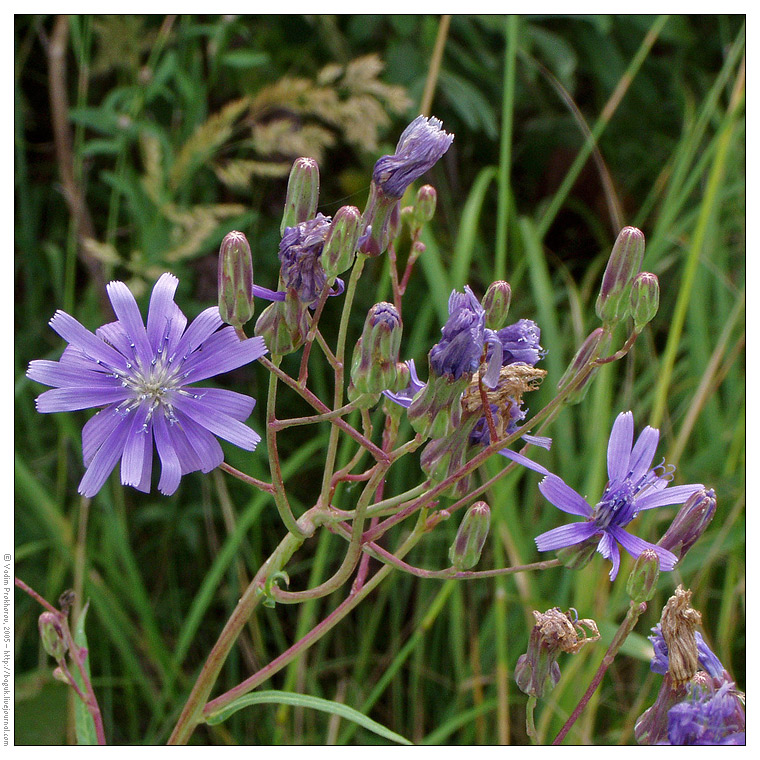 Image of Lactuca sibirica specimen.