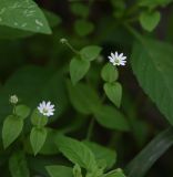 Смотреть изображение Myosoton aquaticum