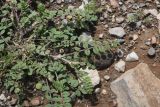 View full-size image genus Onobrychis
