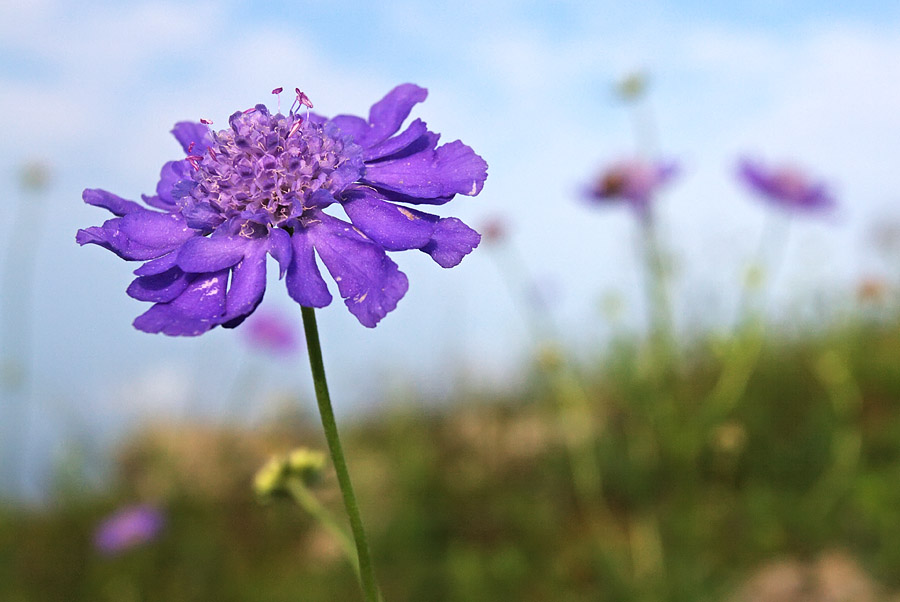 Image of Scabiosa lachnophylla specimen.