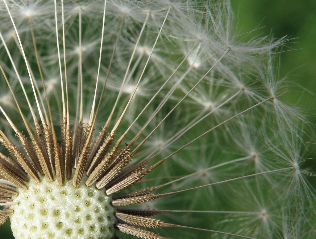 Image of Taraxacum tortilobum specimen.