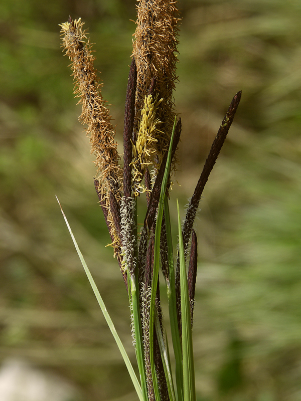 Image of genus Carex specimen.